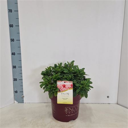 Rhodo Encore Sunburst