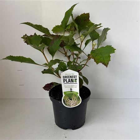Hydrangea Quercifolia
