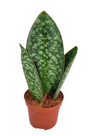Sansevieria Whale Fin Multileaf