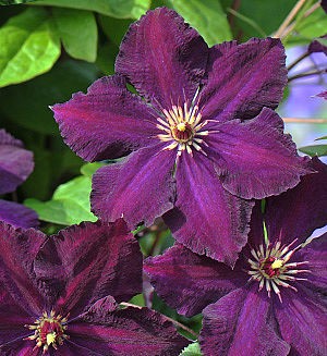 Клематис гибридный Грюнвальд в тубе