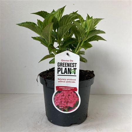 Hydrangea Ma Alpengluhen