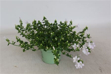 Campanula Wit Portenschlagiana Kosea Kane