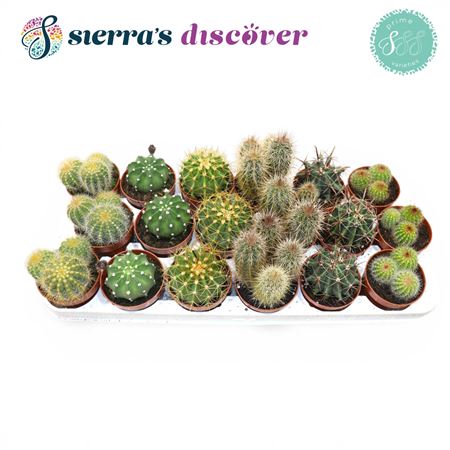 Cactus Mix (6spc.)