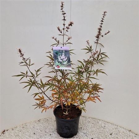 Витекс Agnus-castus Albus