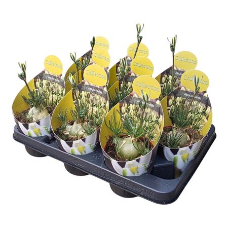 Albuca Humilis Potcover