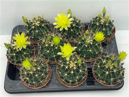 Cactus Bloei