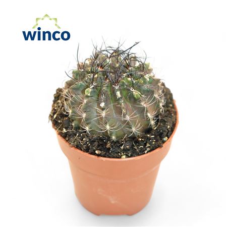 Eriosyce Taltalensis Subs. Paucicostata