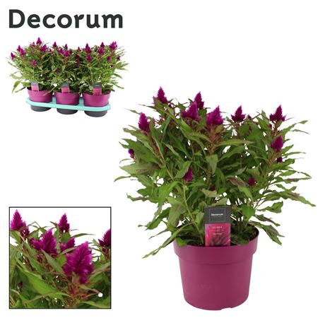 Celosia Deep Purple Label (decorum)