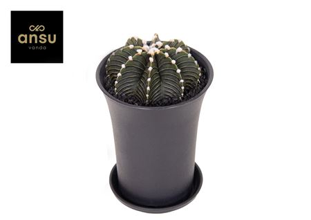 Gymno Cactus Black Xl
