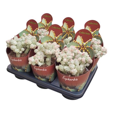 Euphorbia Mammillaris Variegata Potcover