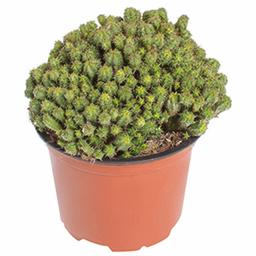 Эуфорбия Кристата