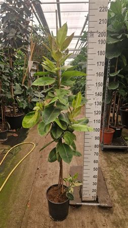 Ficus Shivereana Moonshine Stam