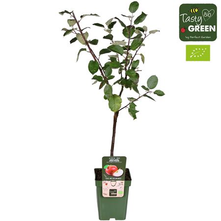 Malus Domestica Rode Boskoop Bio