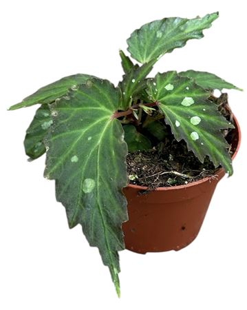 Begonia Mantuk