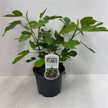 Ficus Carica Del Portugallo