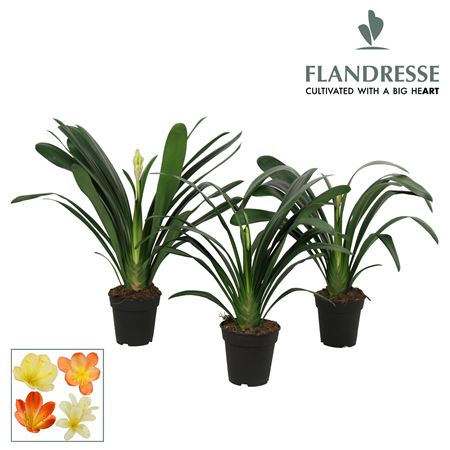 Clivia Strong Mix