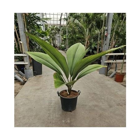 Johannesteijsmannia Jasmaniana