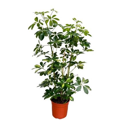 Schefflera Arboricola Gold Capella 3pp