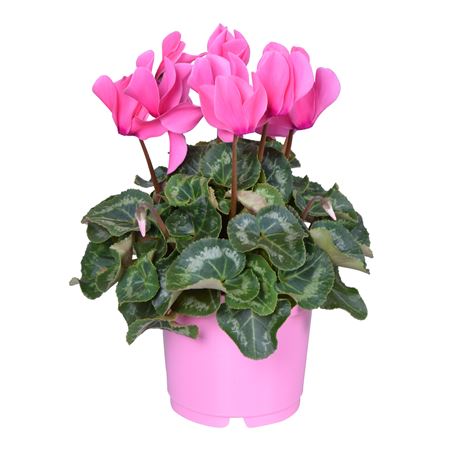 Cyclamen Super Allure Pink Ton Sur Ton