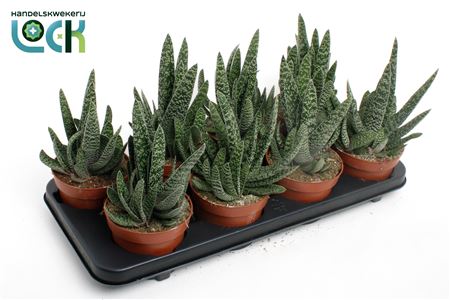 Gasteria Big Ben