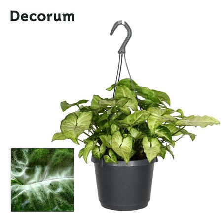 Syngonium 'white Butterfly' Hang