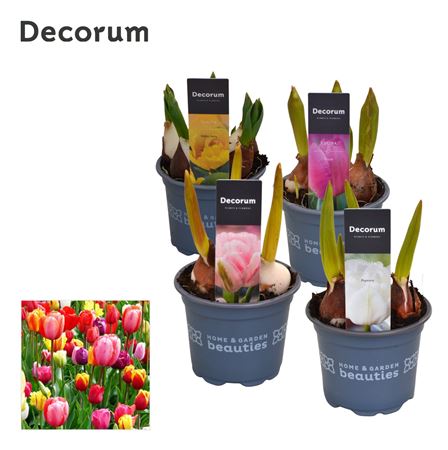 Tulipa Mix (decorum)