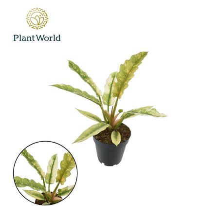 Philodendron Narrow Ring Of Fire