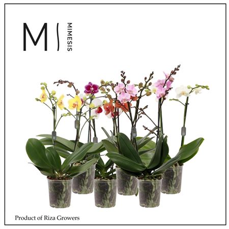 Phal 2st Multi Mix