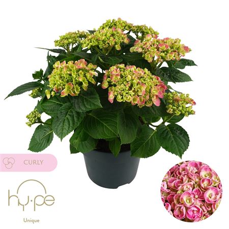 Hydrangea Ma Curly Wurly Pink 7+ (hy-pe)