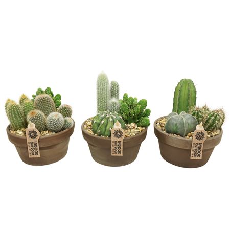 Cactus Grey Bowl