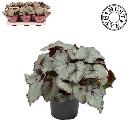 Begonia Beleaf Hawaiian Silver (must Have)