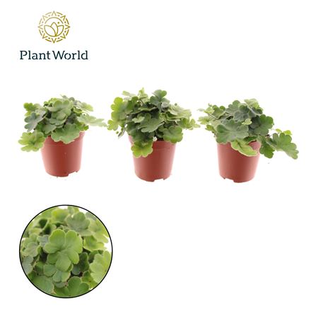 Dryopteris Cordata (decorum)