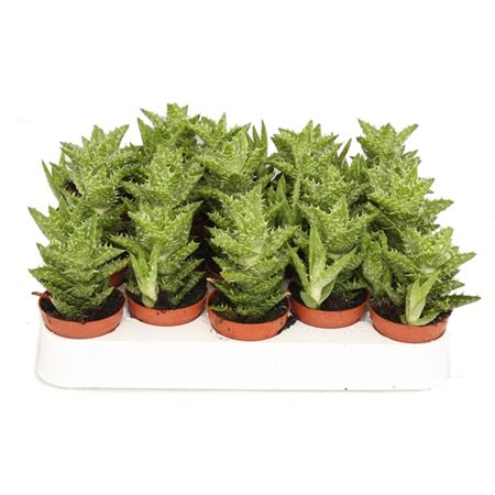 Алоэ скуарроса