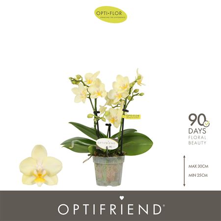 Phal 3st Optifriend Sara (opti)