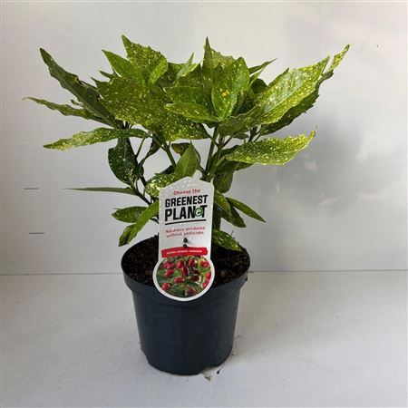 Aucuba Japonica Variegata