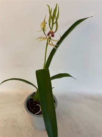 Encyclia Octopussy