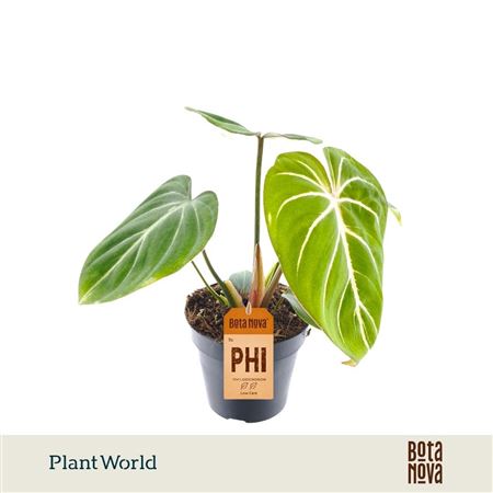 Philodendron Gloriosum Zebra