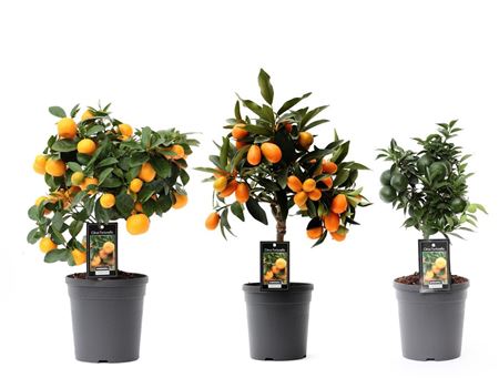Citrus Mix (3 Sorts)