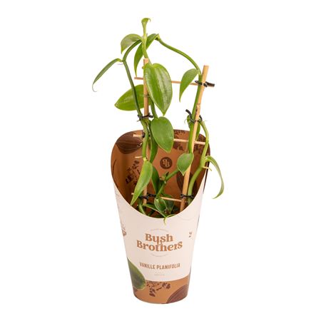 Vanilla Planifolia Green Reck
