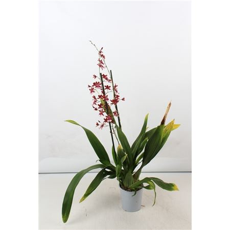 Oncidium 1st Cherry Baby A2