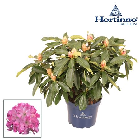Rhododendron  Hortinno Garden Xxl Pink Tiger Green