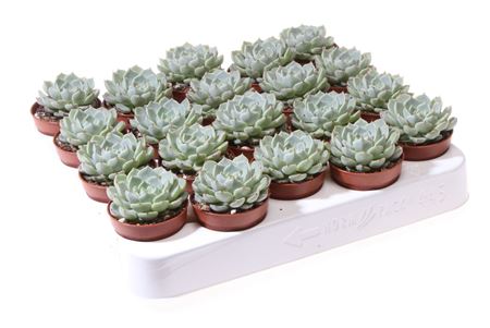 Echeveria Globulosa