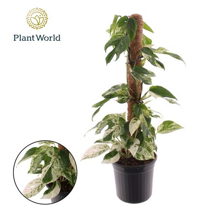 Epipremnum Marble King Mosspole