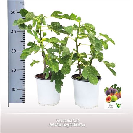 Ficus Carica Bush
