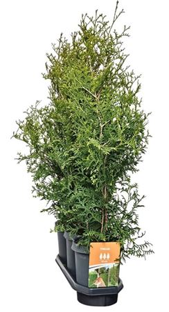 Thuja Occ King Of Brabant (hedgeline)