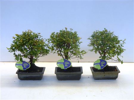Bonsai Sageretia Theezans, 15cm., Broom, Without D