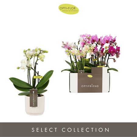 Phal 3st Mix 15+ In White Lazio (opti)
