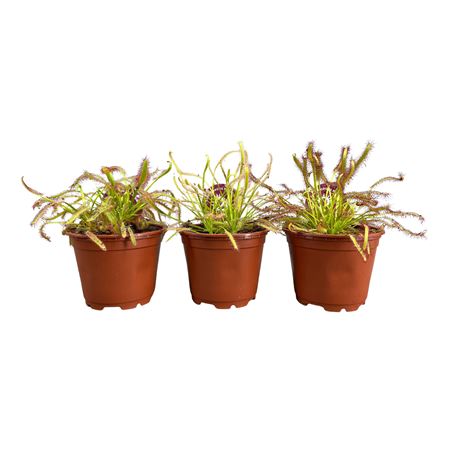 Drosera Capensis Mix