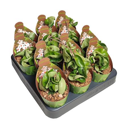 Хойя Карноза Компакта Коллекция Вит