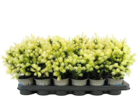 Picea Glauca Daisy's White